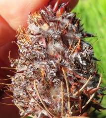 Sorocephalus pinifolius