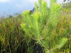 Sorocephalus pinifolius