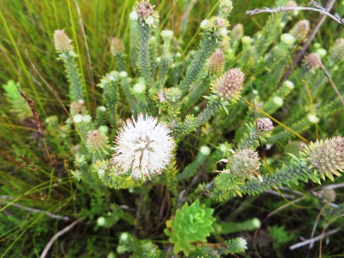 Image of Stilbe albiflora by (c) linkie, some rights reserved (CC BY)
