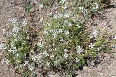 Brassiceae