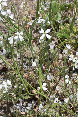 Brassiceae