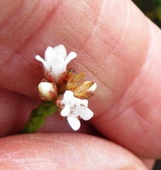 Euchaetis flexilis