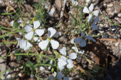 Brassiceae