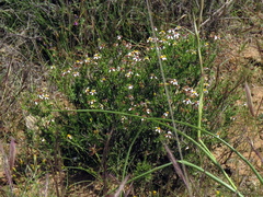 Phymaspermum