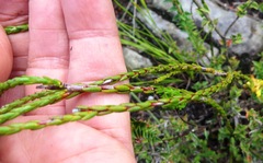 Euchaetis flexilis
