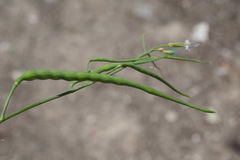 Brassiceae