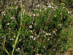 Phymaspermum