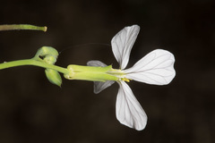 Brassiceae