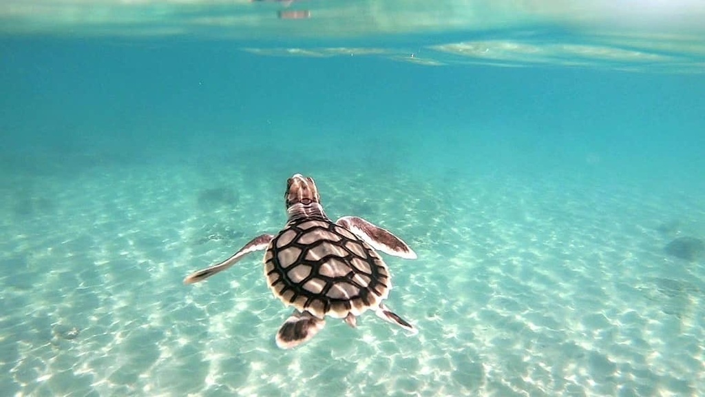 Turtle hatchling swimming over shallow sandy seabed