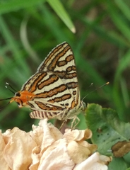 Cigaritis vulcanus vulcanus