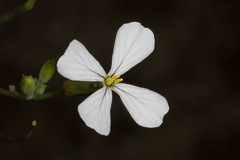 Brassiceae