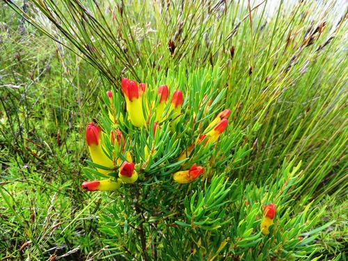 Image of Endonema retzioides by (c) linkie, some rights reserved (CC BY)