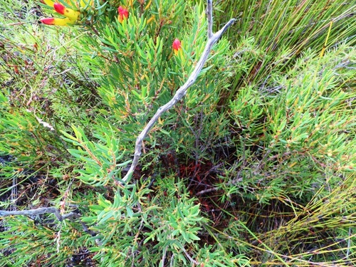 Image of Endonema retzioides by (c) linkie, some rights reserved (CC BY)