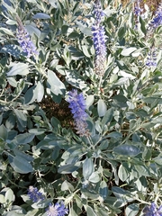 Lupinus cumulicola