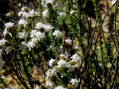 Selago speciosa