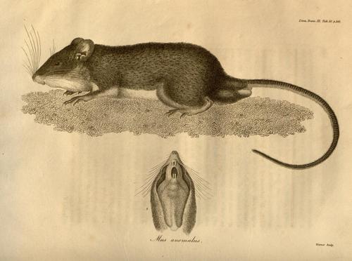 Trinidad Spiny Pocket Mouse