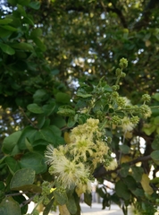 Pithecellobium dulce