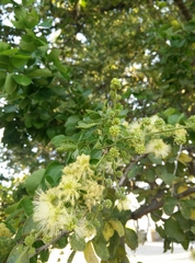 Pithecellobium dulce