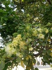 Pithecellobium dulce