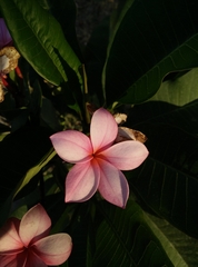 Plumeria rubra