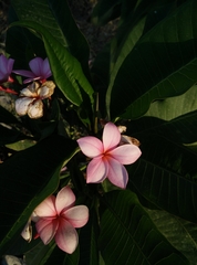 Plumeria rubra