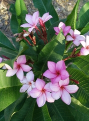 Plumeria rubra