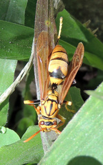 Gyrostoma