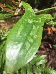 Smilax bona-nox image
