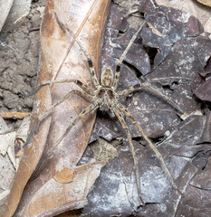 Heteropoda tetrica