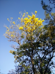 Roseodendron donnell-smithii