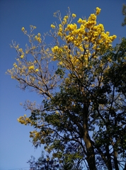 Roseodendron donnell-smithii