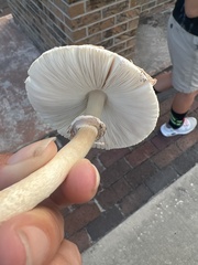 Chlorophyllum molybdites image
