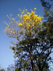 Roseodendron donnell-smithii