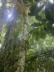 Iriartea deltoidea