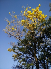 Roseodendron donnell-smithii