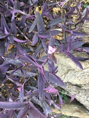 Tradescantia pallida