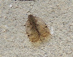 Nogodinidae