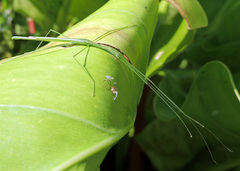 Singaporoidea