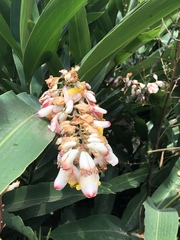 Alpinia nutans