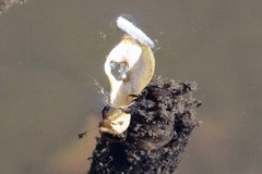 Anabolia