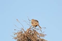 Toxostoma curvirostre