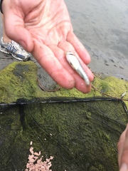 Fundulus parvipinnis