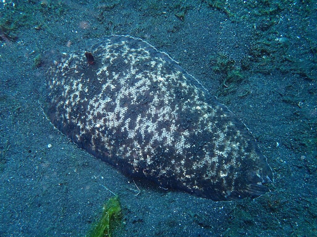 Mixedscale sole (Brachirus heterolepis) — Soleidae