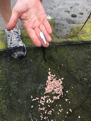 Fundulus parvipinnis