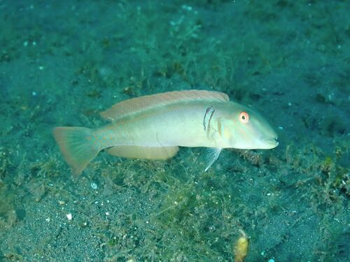 Collared knifefish wrasse (Cymolutes torquatus) — Labridae — 5