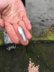 Fundulus parvipinnis