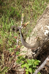 Pistacia terebinthus palaestina
