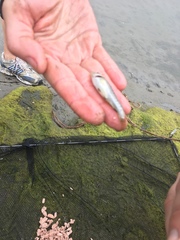 Fundulus parvipinnis