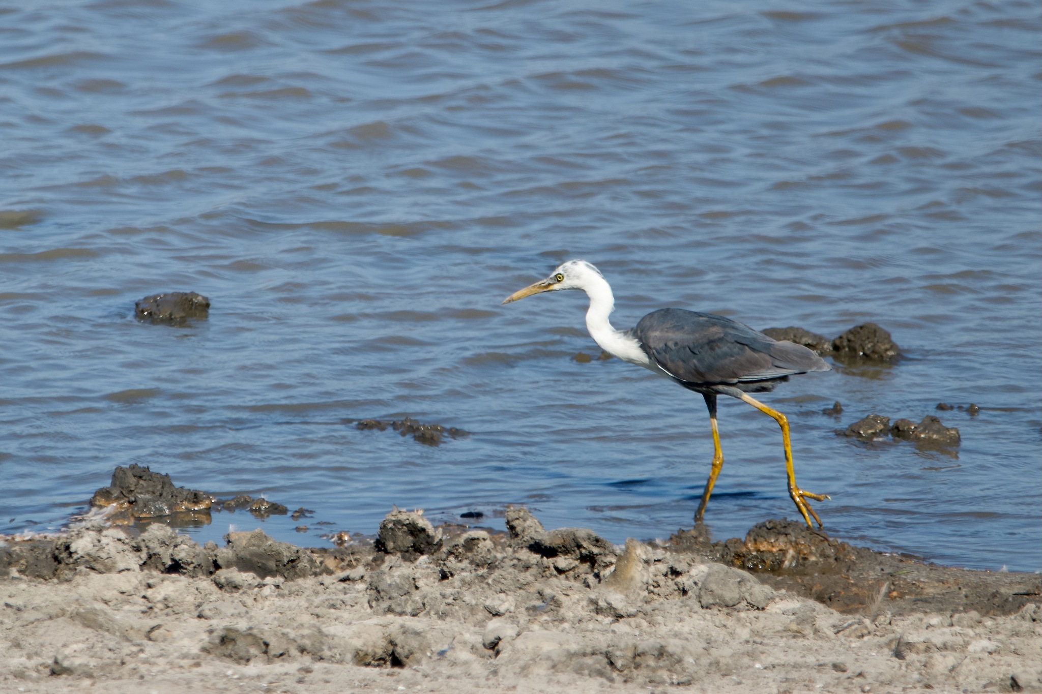 Pied Heron