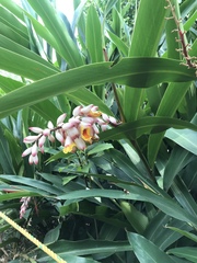 Alpinia nutans